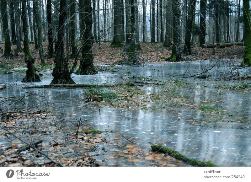 foretaste Nature Landscape Plant Earth Winter Bad weather Ice Frost Tree Forest Dark Eerie Pond Frozen Sadness Transience Tree trunk Leaf Deciduous forest Cold