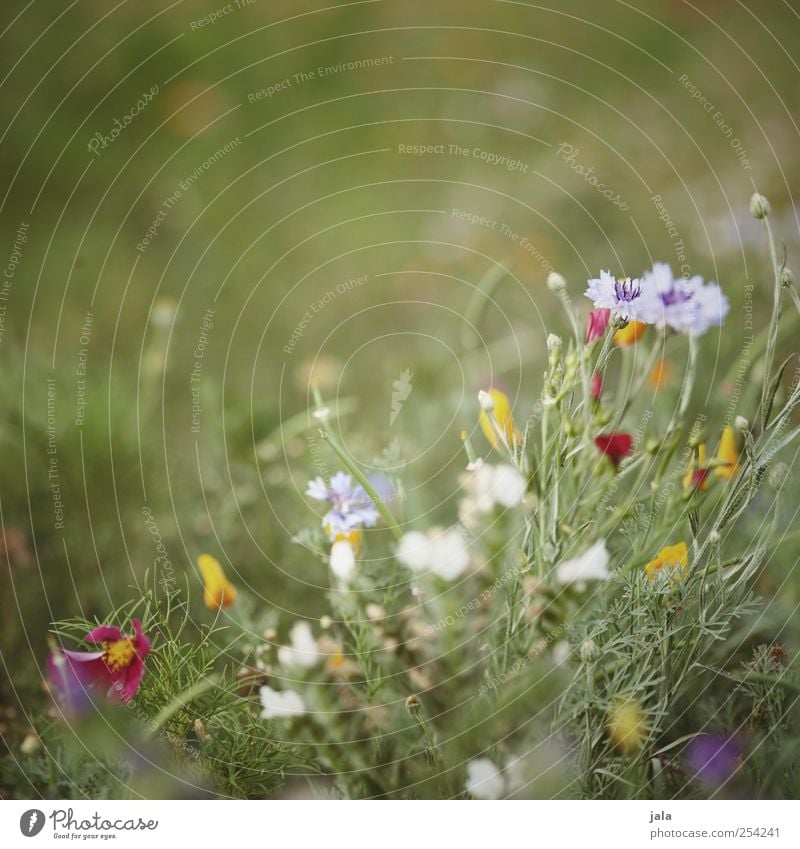 wildflower bee meadow Environment Nature Plant Summer Flower Grass Blossom Wild plant Meadow Beautiful Colour photo Exterior shot Deserted Copy Space top Day