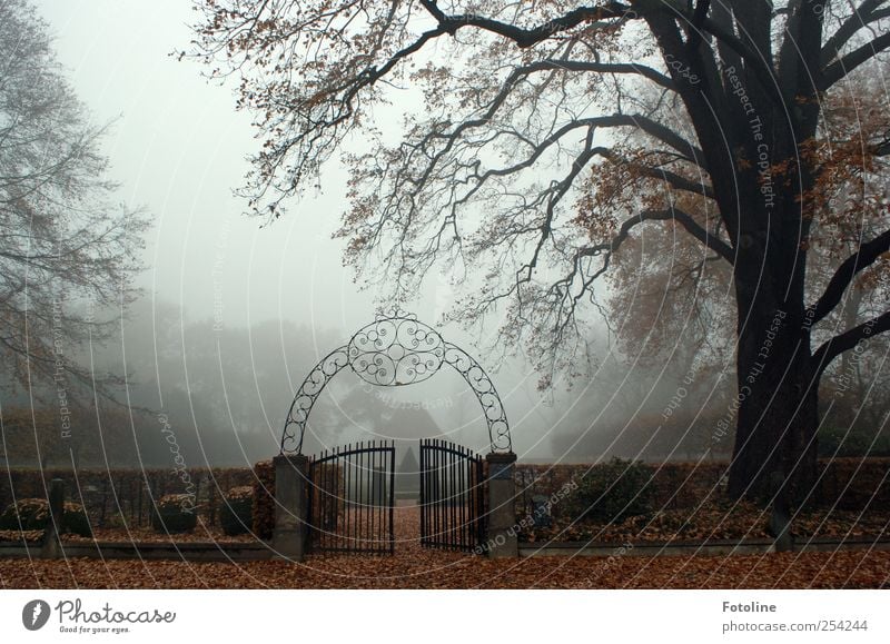 gatepost Environment Nature Landscape Plant Autumn Fog Tree Garden Park Dark Natural Gate Iron gate Branch Hedge Open Colour photo Subdued colour Exterior shot