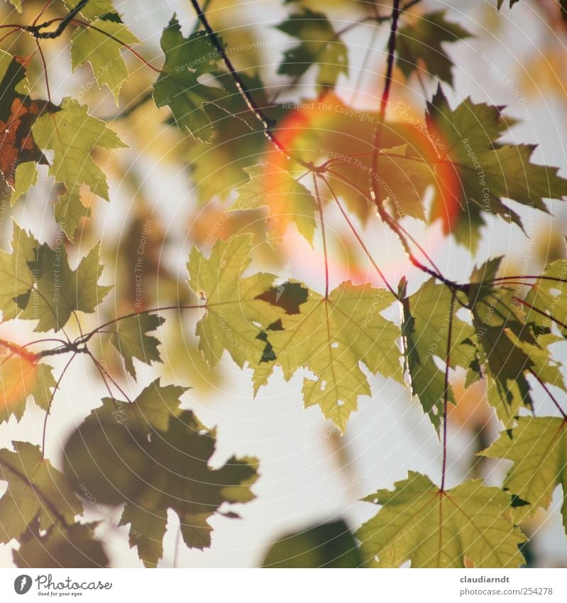 light ring Environment Nature Plant Autumn Beautiful weather Tree Leaf Maple leaf Maple tree Lens flare Glare effect Visual spectacle Warm colour