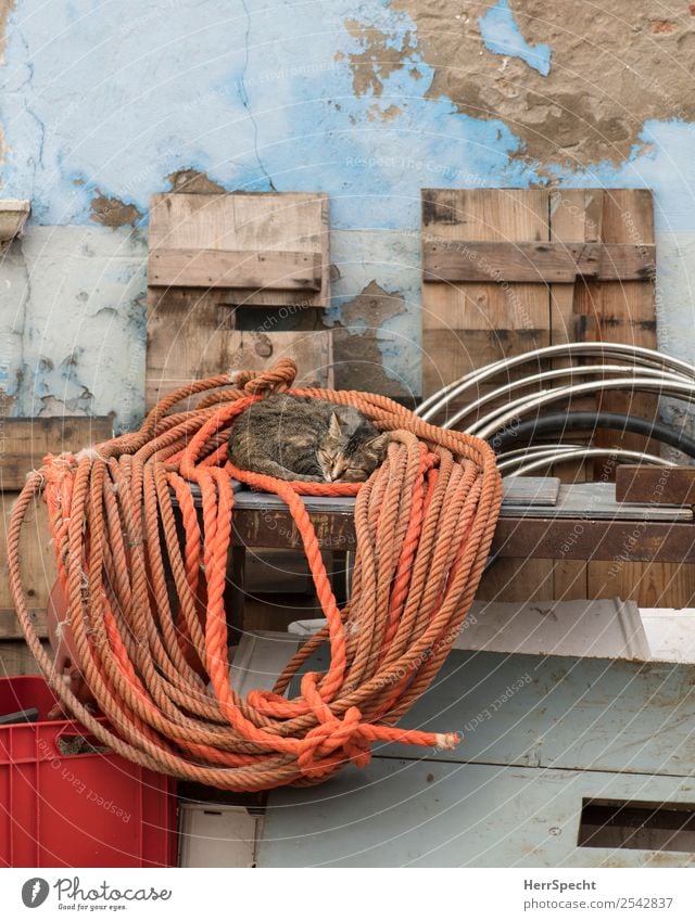 taking a nap Wall (barrier) Wall (building) Cat 1 Animal Orange Pulley Rope Sleep Sleeping place Siesta Street cat Rest Colour photo Multicoloured Exterior shot