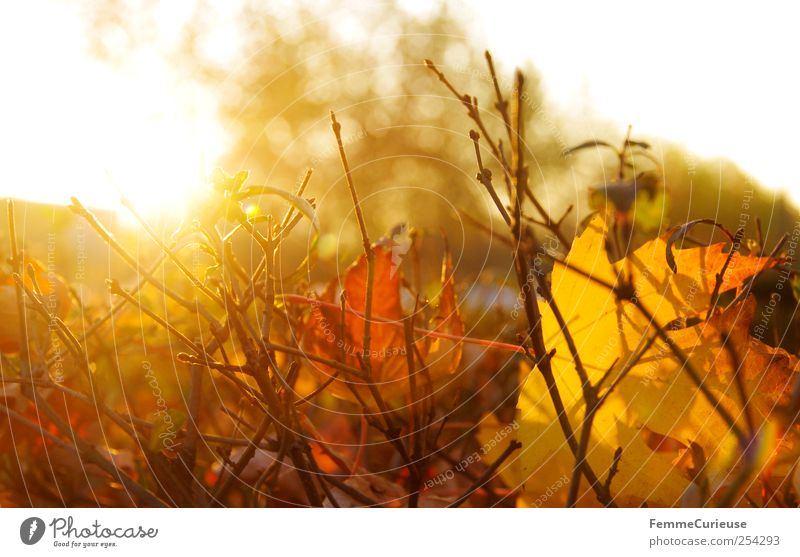 Autumn sun. Gardening Agriculture Forestry Retirement Closing time Nature Landscape Sunrise Sunset Sunlight Winter Bushes Park Village Small Town Breathe