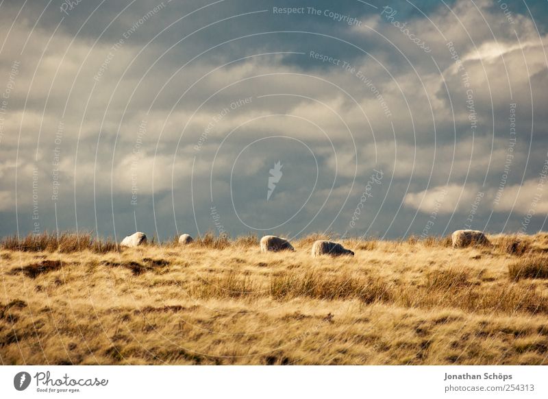 Peak District V Environment Nature Landscape Plant Animal Sky Clouds Horizon Summer Autumn Climate Weather Beautiful weather Field Blue Brown Yellow Gold Sheep