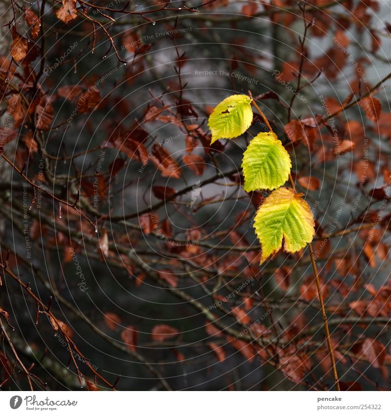 triumvirate Nature Plant Drops of water Autumn Tree Leaf Sign Moody Together Beautiful To console Attentive Surprise Contentment Happy Joie de vivre (Vitality)