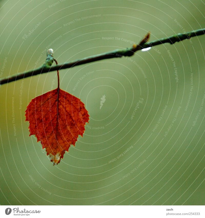 autumn Nature Plant Drops of water Bad weather Fog Rain Tree Leaf Branch Twig Wood Hang Faded Brown Green Red Loneliness Colour Sadness Transience Seasons