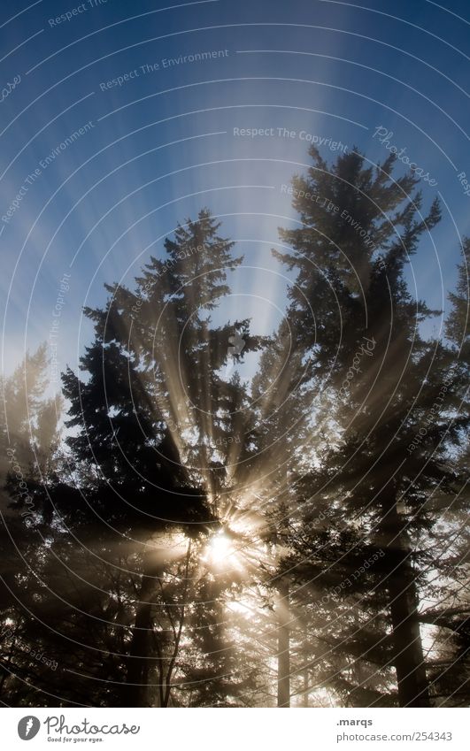 Ray Nature Cloudless sky Sunlight Fog Tree Forest Illuminate Fresh Autumn Seasons Light (Natural Phenomenon) Moody Awareness Colour photo Exterior shot Deserted