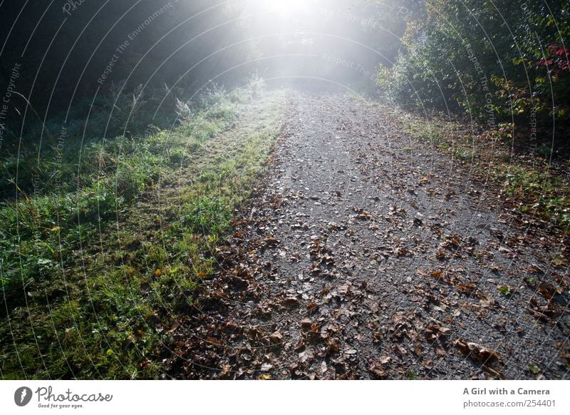 where are we going? Environment Nature Landscape Plant Autumn Beautiful weather Tree Grass Leaf Field Illuminate Autumnal Blind Bright Lanes & trails Upward