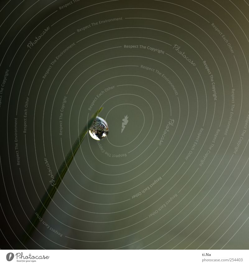 dew drops Drops of water Spring Autumn Grass Garden To hold on Hang Wait Beautiful Small Wet Dew Colour photo Subdued colour Macro (Extreme close-up) Deserted