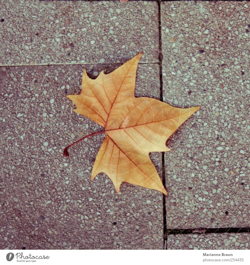 And another Leaf Yellow Gray Red Maple leaf Autumn Autumn leaves Sidewalk Autumnal colours Seasons Maple tree Rachis Veined Structures and shapes Concrete