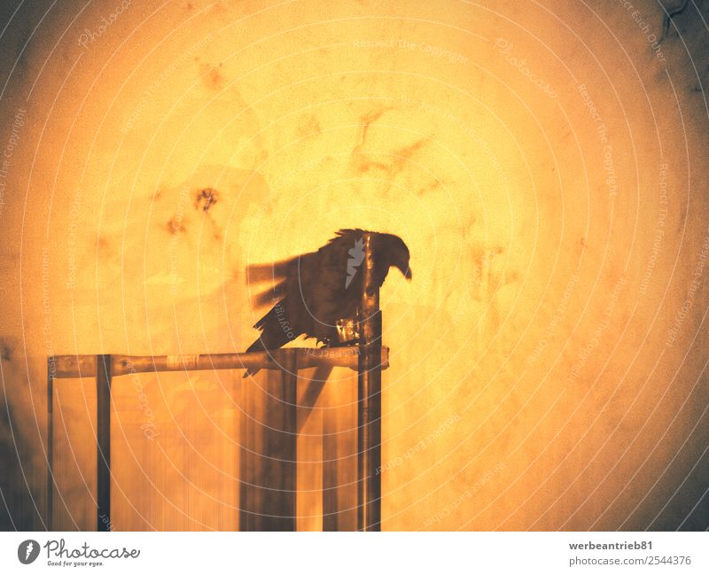 Day of the raven artwork Design Decoration Hallowe'en Art Nature Animal Bird Line Old Sit Dark Historic Wild Yellow Black Mysterious blurry orange construction