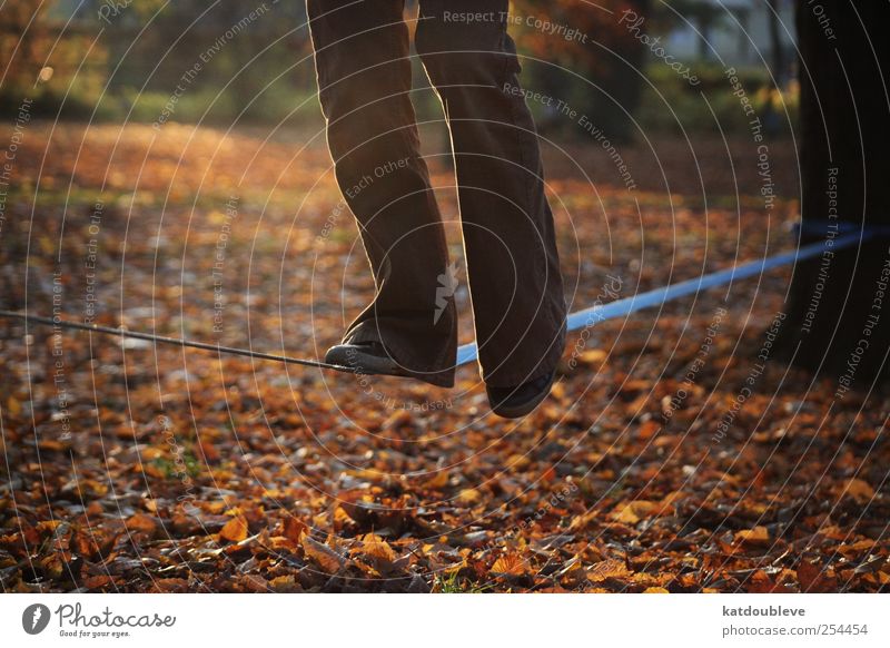 balance Legs Feet Circus Nature Autumn Tree Leaf Park Movement Tall Above Brown Gold Self-confident Optimism Safety Serene Patient Calm Self Control