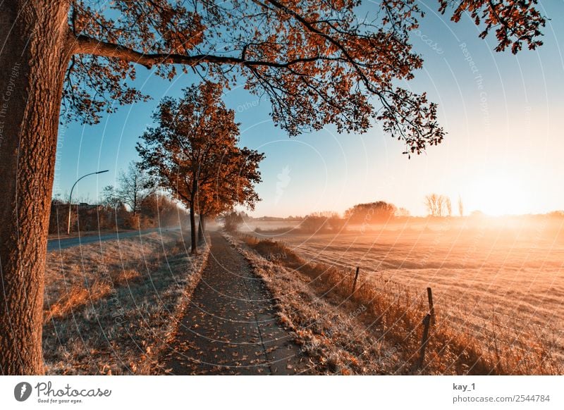 Autumn Light Harmonious Relaxation Calm Far-off places Freedom Nature Landscape Plant Cloudless sky Sun Sunrise Sunset Sunlight Beautiful weather Fog Tree Grass