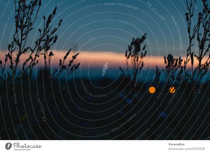 summer morning Nature Landscape Plant Sunrise Sunset Meadow Blue Orange Moody Colour photo Exterior shot Deserted Morning Silhouette Low-key Worm's-eye view