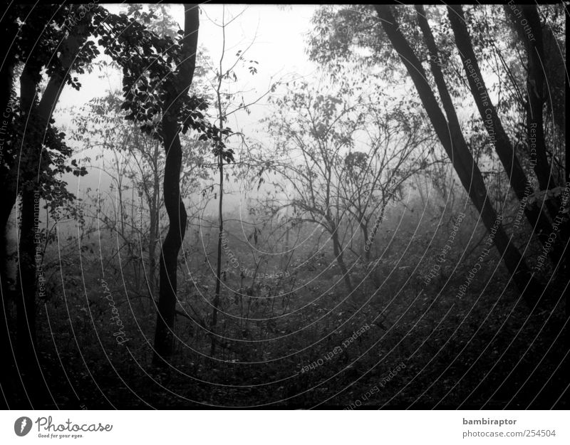 in the fog Environment Nature Plant Autumn Weather Fog Tree Bushes Forest Cold Gray Black & white photo Exterior shot Deserted Light Shadow Silhouette