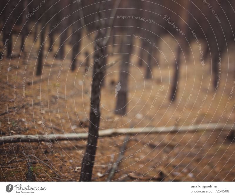 stray Environment Nature Autumn Forest Movement Dark Crazy Fear Dangerous Distress Alcoholism Drug addiction Alcohol-fueled Dream Wacky Irritation Colour photo