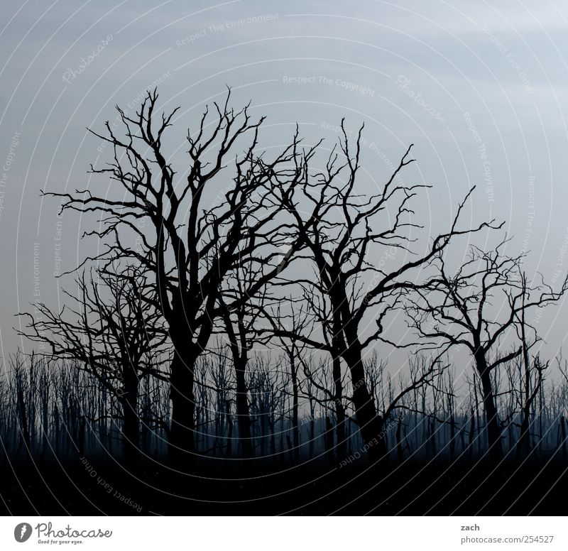 autumn Environment Nature Landscape Plant Autumn Winter Bad weather Fog Drought Tree Forest Wood Faded Threat Dark Creepy Blue Black Death Fear Bizarre