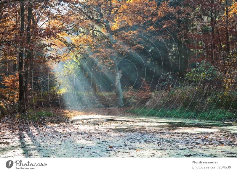 Ponds in the forest Relaxation Calm Meditation Trip Nature Landscape Sunlight Autumn Forest Stripe Fragrance Multicoloured Hope Belief Colour Moody Transience