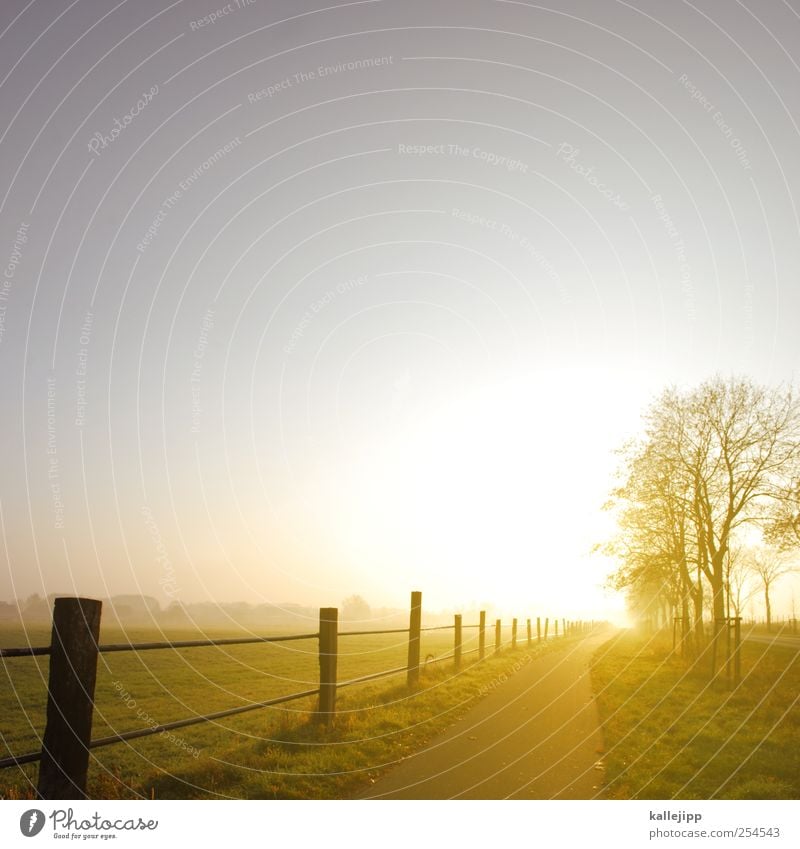 Road to nowhere Environment Nature Landscape Plant Animal Earth Sky Autumn Weather Beautiful weather Fog Tree Foliage plant Meadow Field Transport