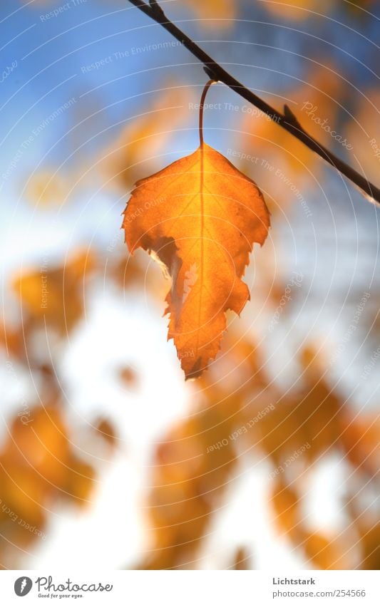 golden autumn II Environment Nature Air Sky Sunlight Plant Tree Leaf Birch tree Park Blue Brown Yellow Gold Red Colour photo Exterior shot Deserted