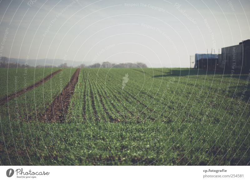 Numero due del paesaggio Landscape Autumn Plant Agricultural crop Field Modern Exterior shot Day Light Shadow