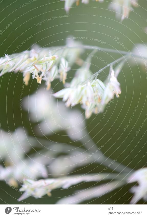 flowering grass Environment Nature Plant Grass Blossom Garden Meadow Blossoming Esthetic Elegant Fantastic Small Natural Beautiful Green White Power dust bag