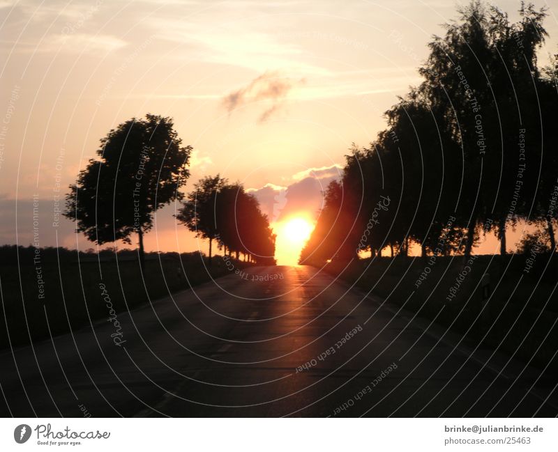 Off to the sun Sunset Moody Dark Tree Heathland Krefeld Transport Bright Julian brink Guinea pig