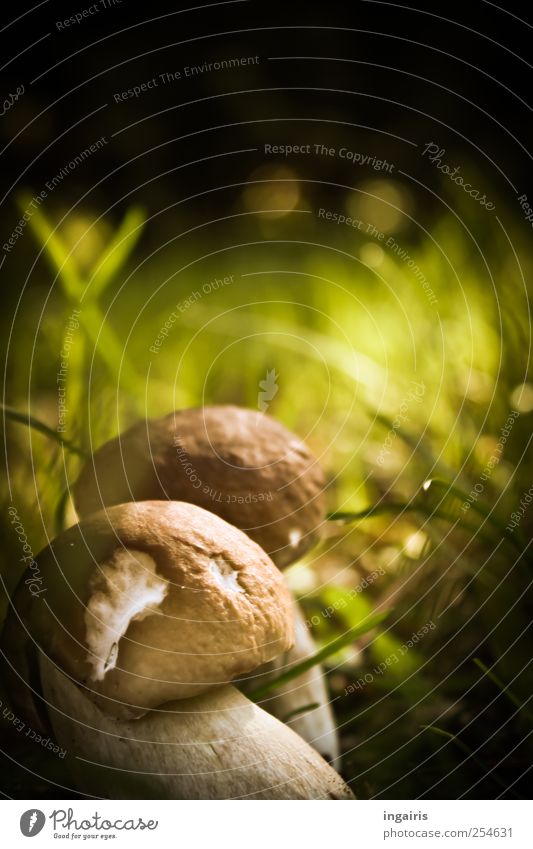 tidbit Nutrition Trip Environment Nature Plant Earth Sunlight Summer Grass Moss Boletus Mushroom Growth Small Delicious Natural Round Beautiful Brown Green