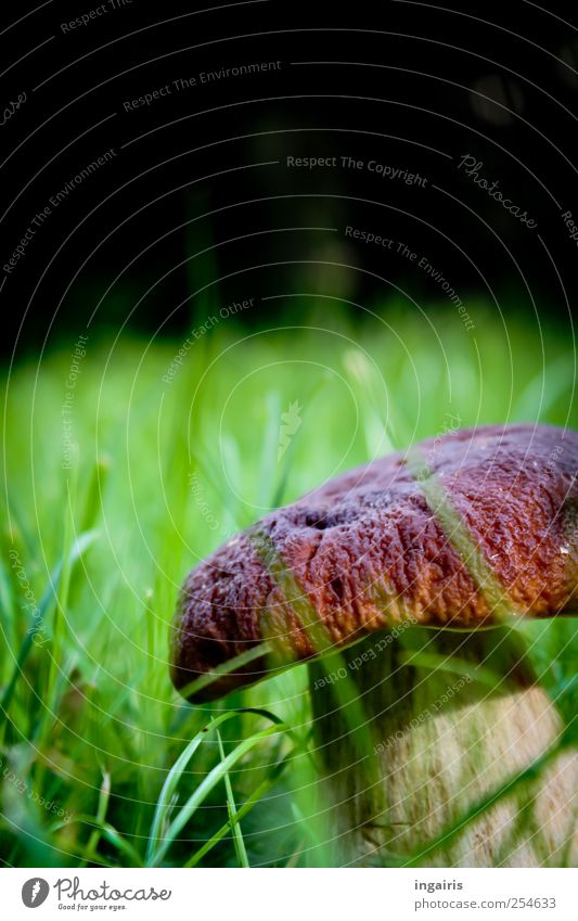 delicacy Boletus edible mushroom Mushroom Mushroom cap Nutrition Leisure and hobbies Mushroom picker Trip Hiking Environment Nature Landscape Plant Summer