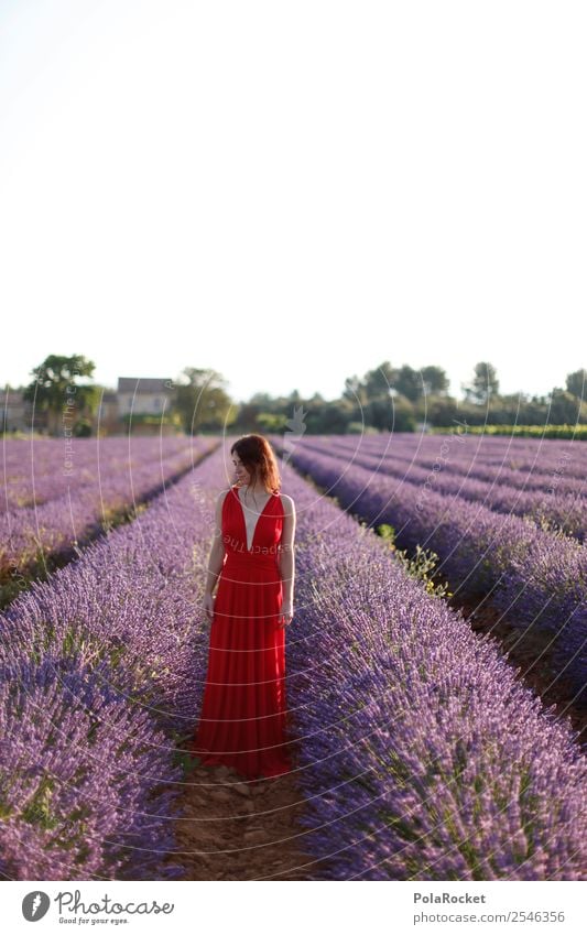 #A# purple-red Art Work of art Esthetic Territory Agriculture Violet Lavender Lavender field Lavande harvest Green pastures Youth (Young adults) Dress Red