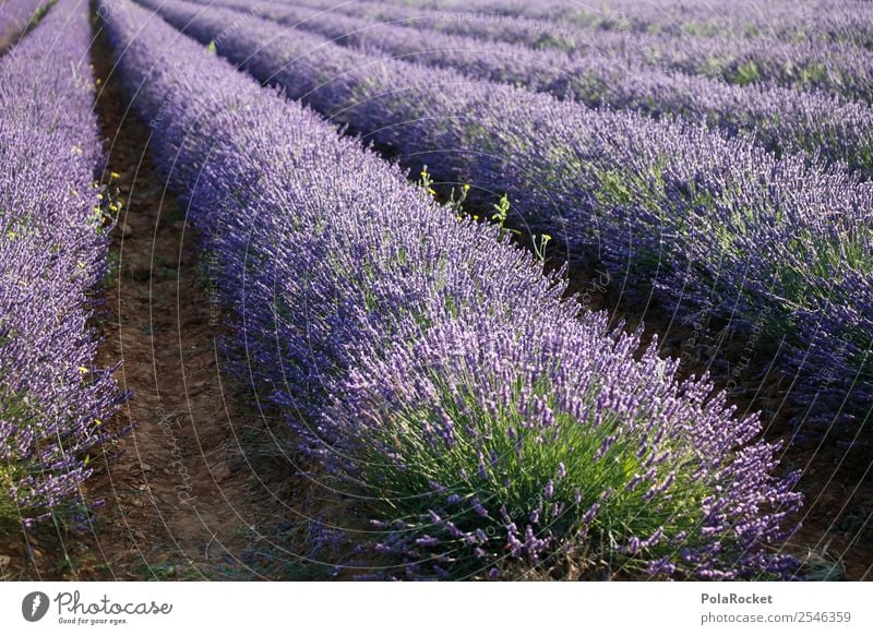 #A# Purple Environment Nature Landscape Plant Climate Beautiful weather Garden Park Field Esthetic Lavender Lavender field Lavande harvest Violet Blossoming