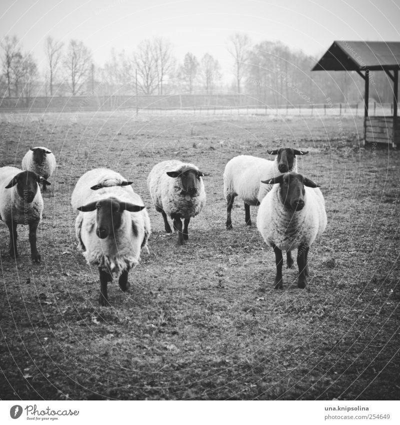 happy mäh mäh Environment Nature Animal Meadow Field Farm animal Sheep Flock Group of animals Herd Walking Looking Natural Wool Fog Pasture Black & white photo