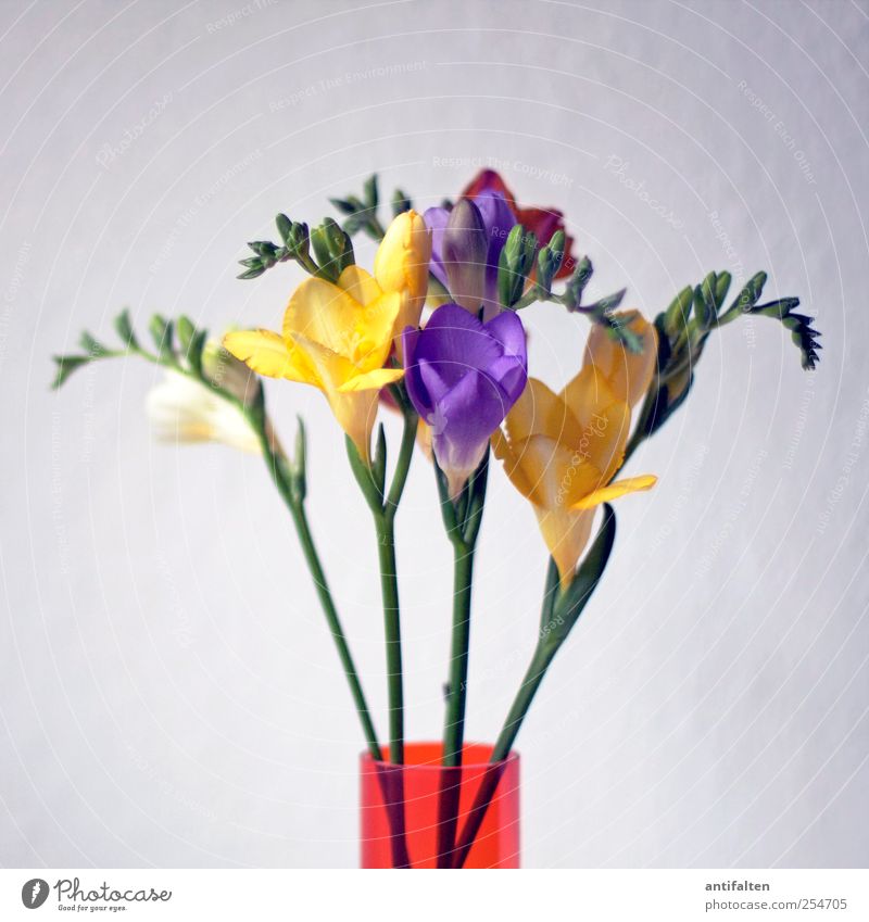 frescoes Plant Spring Summer Flower Leaf Blossom Bouquet Vase Flower vase Glass Esthetic Multicoloured Yellow Violet Moody Joie de vivre (Vitality) Spring fever