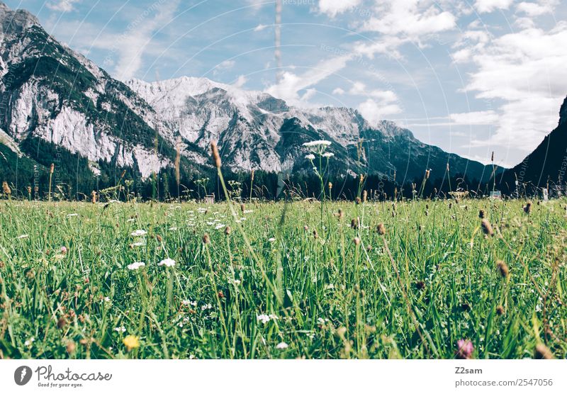 Karwendel Mountain Environment Nature Landscape Sky Clouds Summer Beautiful weather Blossom Meadow Alps Esthetic Fresh Natural Green Loneliness Relaxation Idyll