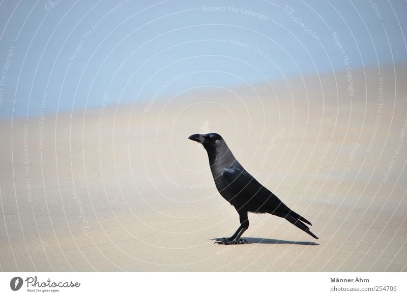 Master Raven. Beach Bird Sand Black India Goa Ocean Horizon Raven birds Crow Colour photo Exterior shot Deserted Day Light Shadow Contrast Sunlight