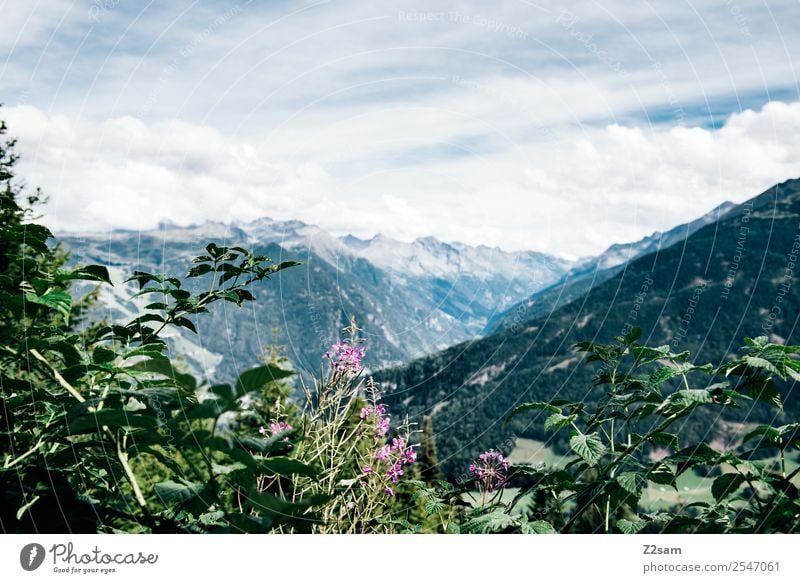 Pitztal / Austria Mountain Hiking Environment Nature Landscape Sky Clouds Summer Beautiful weather Flower Bushes Alps Peak Esthetic Fresh Sustainability Natural