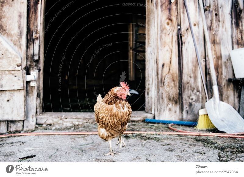 Proud cock Environment Hut Farm animal Rooster 1 Animal Stand Elegant Brash Power Arrogant Pride Identity Idyll Uniqueness Sustainability Nature Barn Tidy up