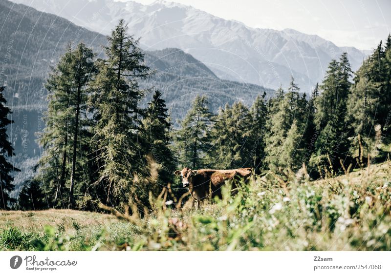 Cow in the Pitztal Alps Hiking Environment Nature Landscape Summer Beautiful weather Meadow Forest Mountain Looking Stand Moody Contentment Calm Loneliness