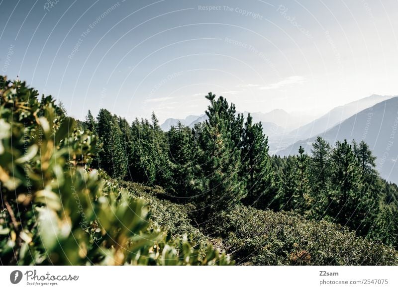 Pitztal Mountain Hiking Environment Nature Landscape Sky Summer Bushes Forest Alps Peak Esthetic Simple Sustainability Natural Blue Green Calm Loneliness