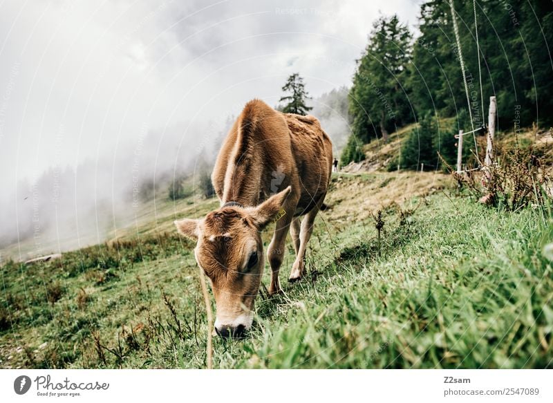 Pitztal calf Mountain Hiking Environment Nature Landscape Autumn Bad weather Fog Alps Farm animal Cow 1 Animal Eating Feeding Stand Elegant Sustainability