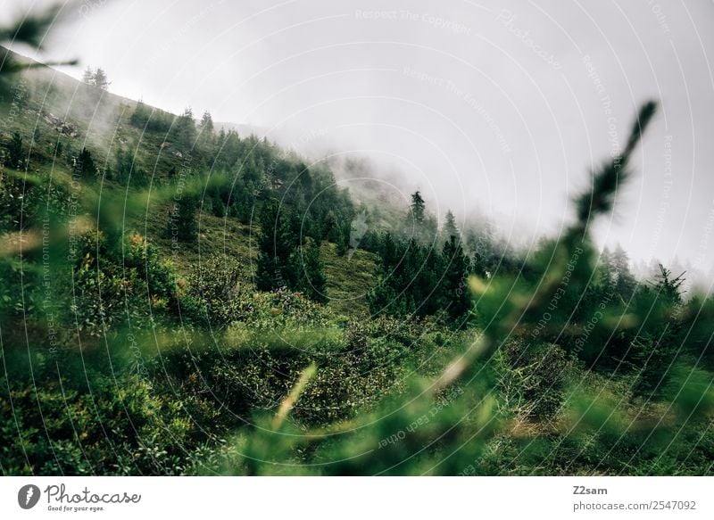 Peaks in clouds Hiking Environment Nature Landscape Clouds Autumn Fog Meadow Forest Sustainability Natural Green Healthy Idyll Moody Federal State of Tyrol