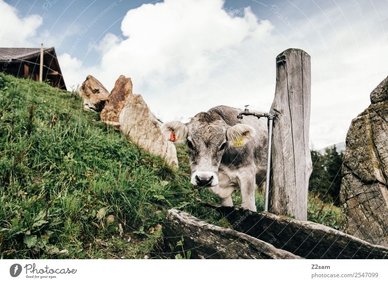 Pitztal cows Vacation & Travel Mountain Hiking Environment Nature Landscape Sky Clouds Summer Beautiful weather Grass Alps Cow 1 Animal Sustainability Natural