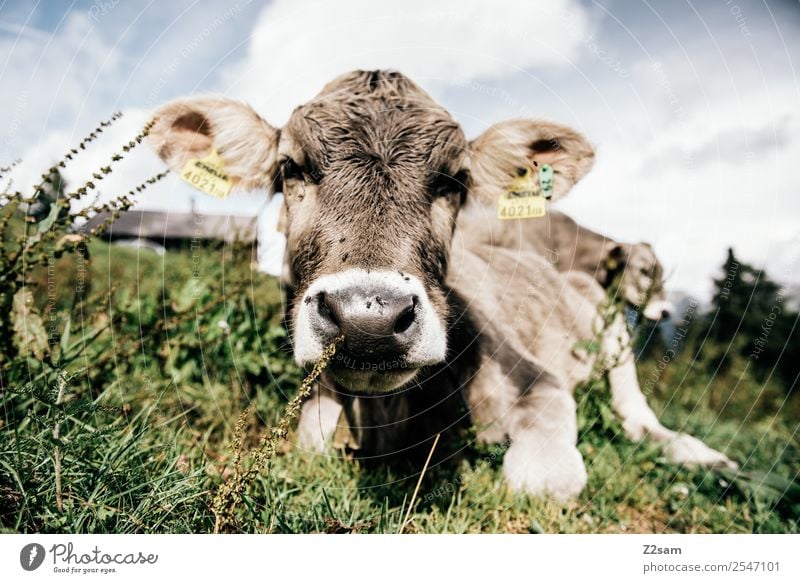 Pitztal calf Vacation & Travel Hiking Environment Nature Landscape Sky Clouds Summer Beautiful weather Flower Grass Alps Mountain Cow 1 Animal Herd Relaxation