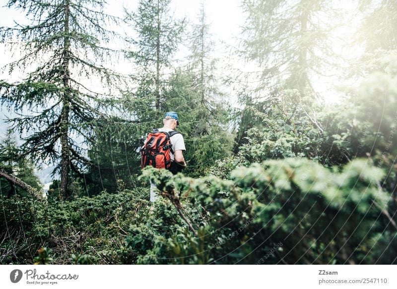 Hiking in the Pitztal valley Mountain Man Adults 45 - 60 years Nature Landscape Sun Sunlight Summer Bushes Forest Alps Relaxation Going Sports Fresh Healthy