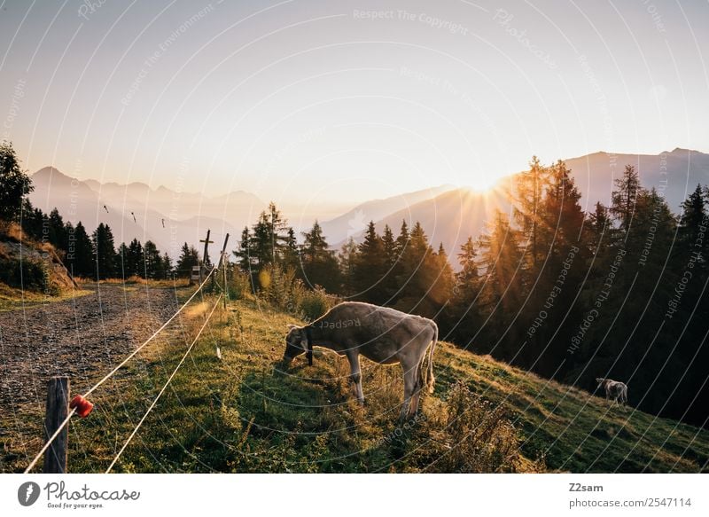 Sunrise | Cow | Pitztaler Alps Vacation & Travel Tourism Mountain Hiking Nature Landscape Sunset Sunlight Summer Beautiful weather Meadow Eating Sustainability