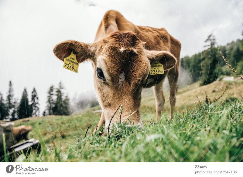 Pitztal calf Mountain Hiking Environment Nature Landscape Summer Fog Grass Meadow Alps Cow Calf Baby animal Eating Stand Natural Brown Attentive Calm Relaxation