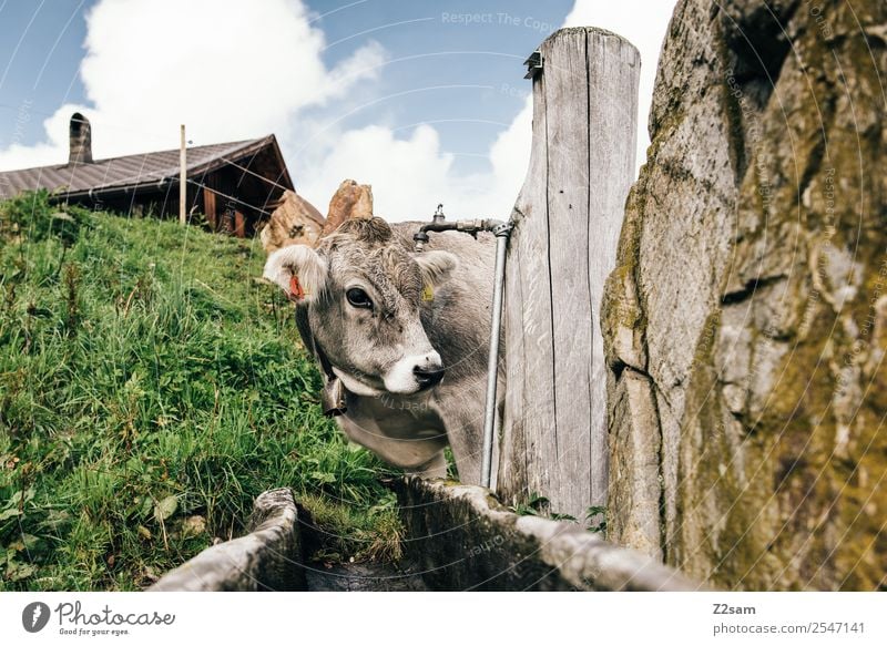 Pitztal calf Vacation & Travel Trip Mountain Hiking Nature Landscape Sky Clouds Summer Beautiful weather Meadow Alps Cow 1 Animal Looking Natural Curiosity Cute