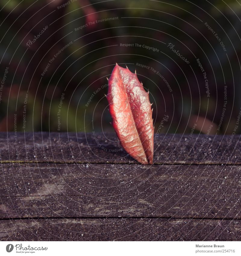 bogged down Environment Nature Leaf Gray Pink Red Wood Crack & Rip & Tear Seam To plunge Autumn Autumn leaves Vertical Rachis Veined Thorn 1 Individual