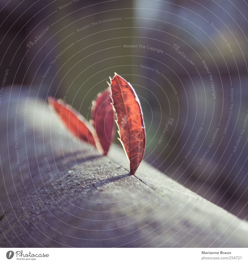 in threes Leaf Gray Pink Red Nature Environment Autumn leaves Wood Bridge railing X-rayed 3 Crack & Rip & Tear Seam To plunge Vertical Rachis Veined Thorn