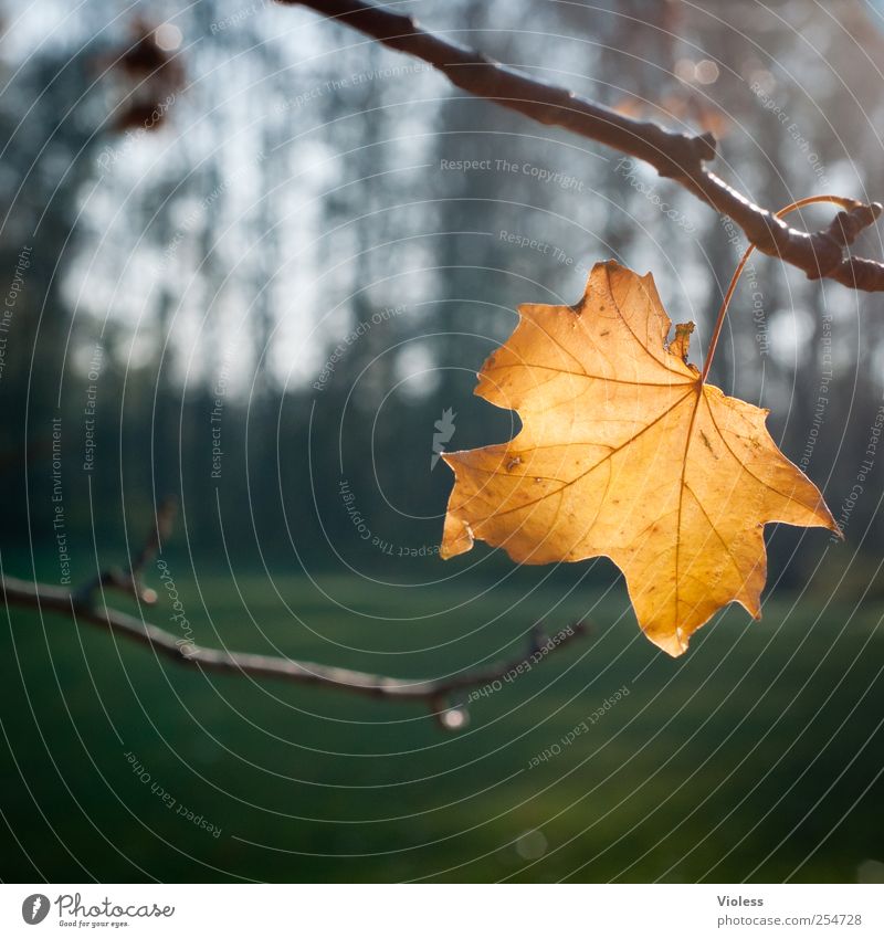 last leaf Plant Autumn Leaf Park To fall Gold Maple tree Maple leaf Change Lighting Structures and shapes Colour photo Blur Shallow depth of field