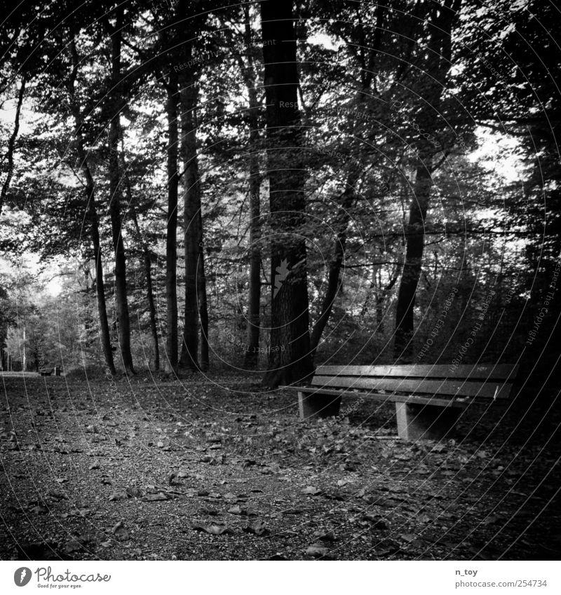 The Bank Nature Landscape Autumn Tree Park Sit Black White Moody Calm Peace Forest Lanes & trails Resting point Break Black & white photo Exterior shot Deserted